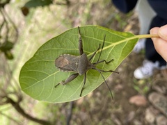Pachylis heteropus