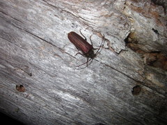 Microplophorus magellanicus