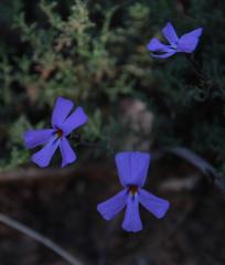 Jamesbrittenia pinnatifida