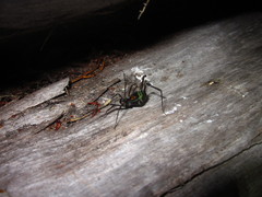 Sadocus polyacanthus