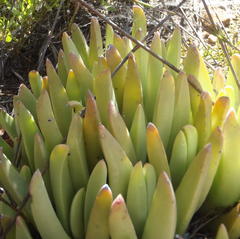 Machairophyllum albidum