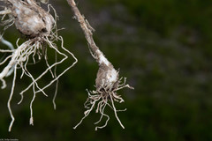 Allium rhizomatum