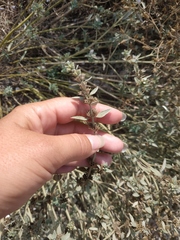 Marrubium peregrinum