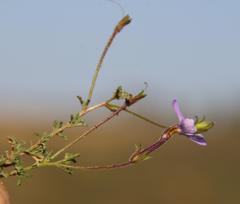 Jamesbrittenia pinnatifida