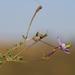 Jamesbrittenia pinnatifida - Photo (c) Tony Rebelo,  זכויות יוצרים חלקיות (CC BY-SA), הועלה על ידי Tony Rebelo