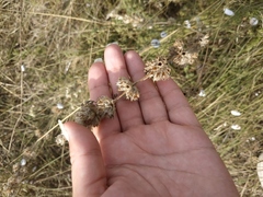 Stachys cretica