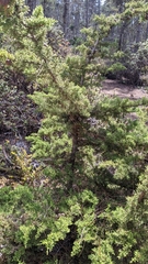Cupressus goveniana