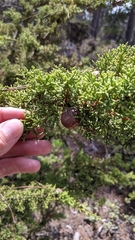 Cupressus goveniana