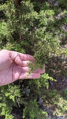 Cupressus goveniana