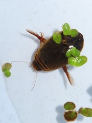 Acilius abbreviatus