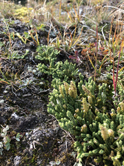 Diphasiastrum alpinum