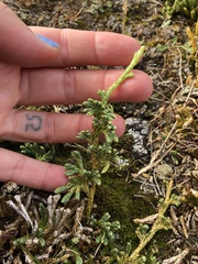 Diphasiastrum alpinum