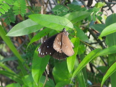 Euploea core amymone