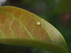 Euploea core amymone
