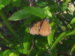 Euploea core amymone