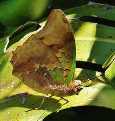 Charaxes candiope