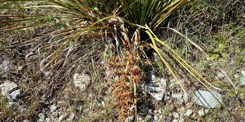 Nolina cespitifera