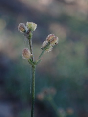 Galium jepsonii