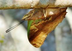 Charaxes candiope