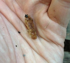 Cyclograpsus cinereus