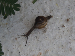 Macrochlamys nitidissima