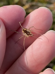 Mitopus