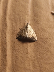Evergestis pallidata