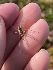 Mitopus