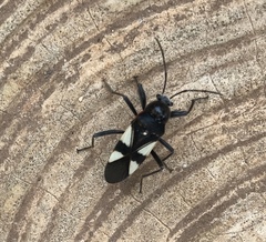 Fibrenus gibbicollis