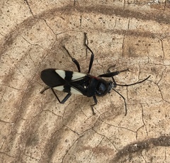 Fibrenus gibbicollis