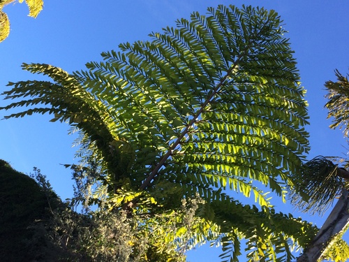 Caryota obtusa