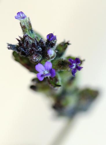 Mini Blueheart (Buchnera reducta)