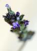 Mini Blueheart - Photo (c) riana60, some rights reserved (CC BY-NC), uploaded by riana60