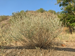 Artemisia taurica