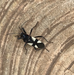 Fibrenus gibbicollis