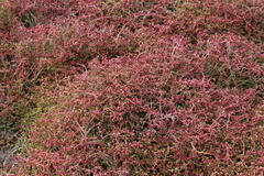 Crassula vaillantii