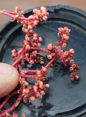 Crassula vaillantii
