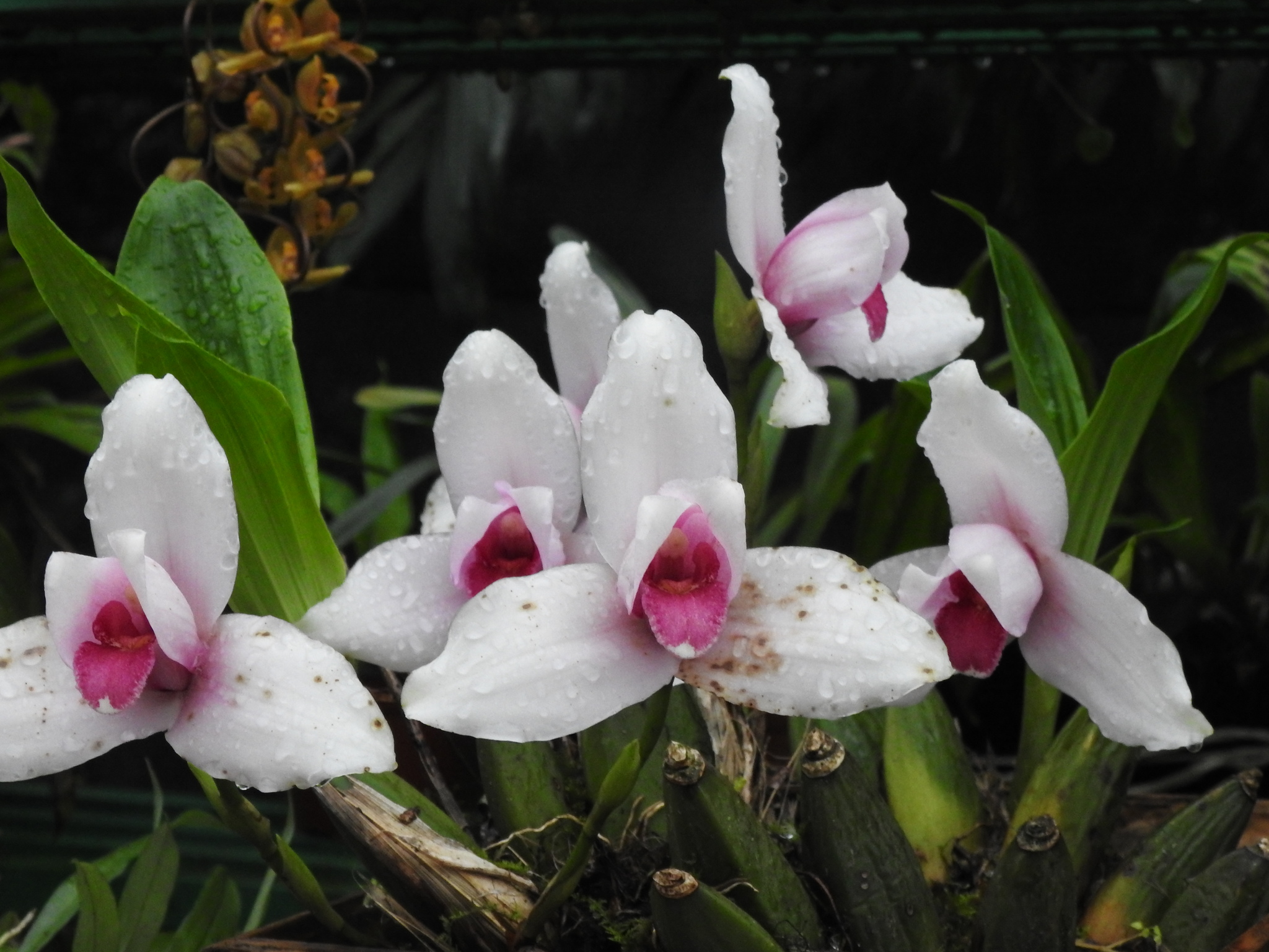 Monja Blanca (Lycaste virginalis) · iNaturalist Ecuador