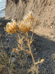 Centaurea salonitana