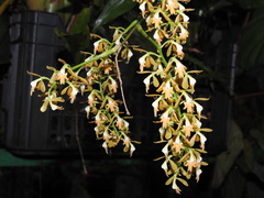 Epidendrum polyanthum