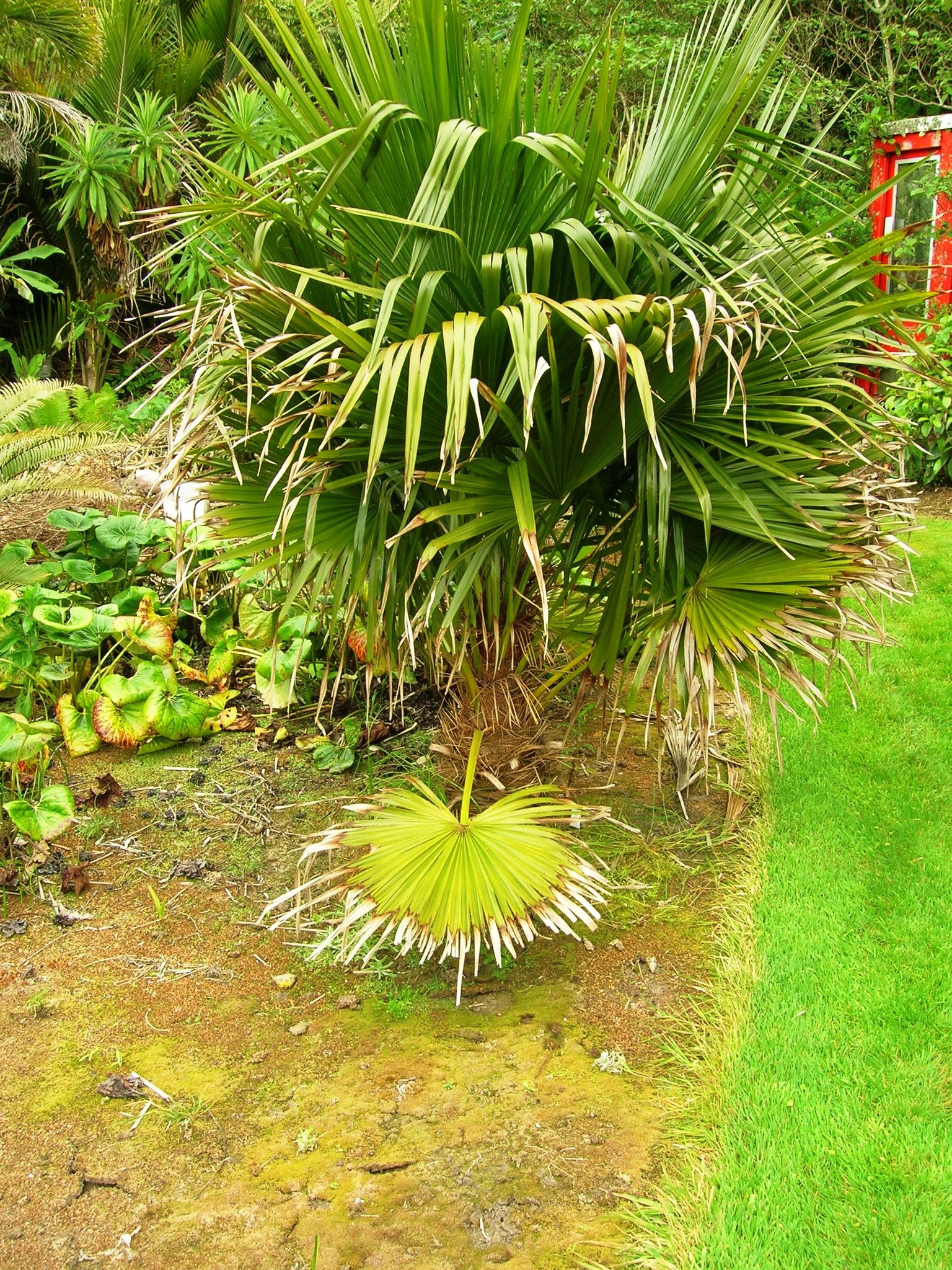 Genus Trithrinax · iNaturalist