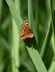 Polygonia oreas