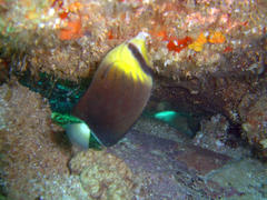 Chaetodon blackburnii