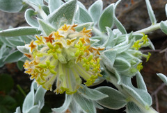 Lasiosiphon polyanthus