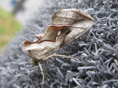 Macdunnoughia purissima