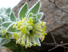 Lasiosiphon polyanthus