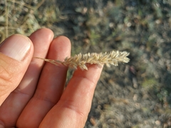 Melica transsilvanica
