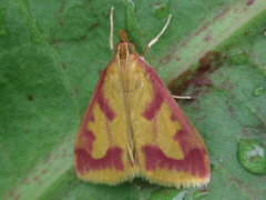 Ostrinia palustralis