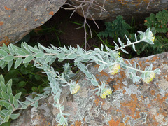 Lasiosiphon polyanthus