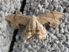 Dysaethria moza